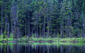 Forest by the Lake