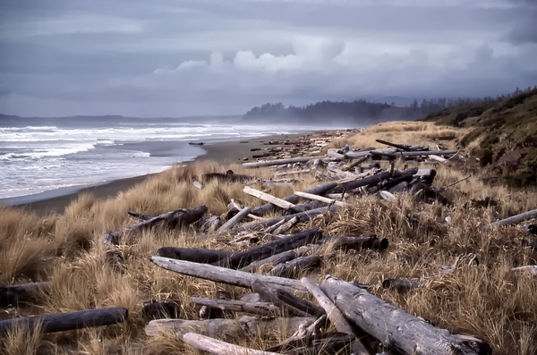 Beached Driftlogs by COOL ART BY RICHARD