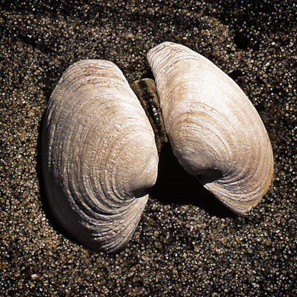 Seashells by COOL ART BY RICHARD