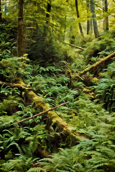 Fern Hollow by COOL ART BY RICHARD