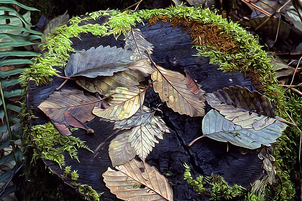 Mossy Stump Print