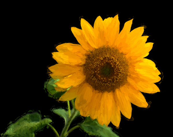 Solitary Sunflower by COOL ART BY RICHARD