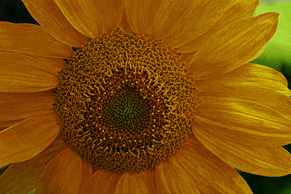 Enhanced Sunflower by COOL ART BY RICHARD