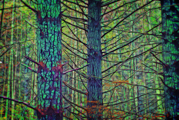 Forest Splendor Imprimer