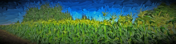 Summer Corn Print