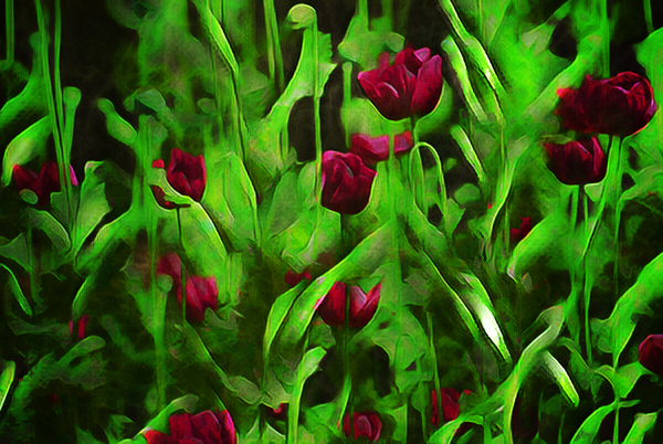 Poppies  Print