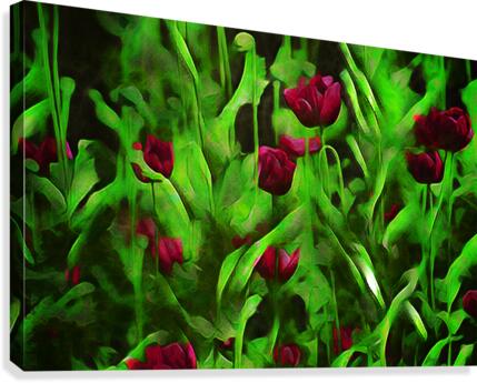 Poppies  Canvas Print