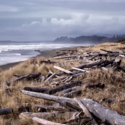 Beached Driftlogs
