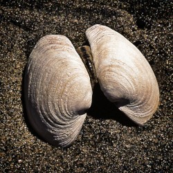 Seashells
