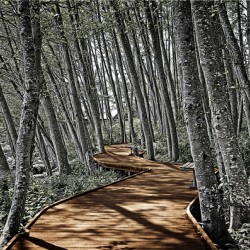 Boardwalk in the Woods