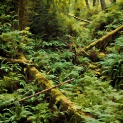 Fern Hollow