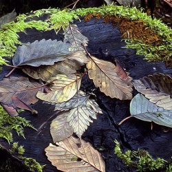 Mossy Stump