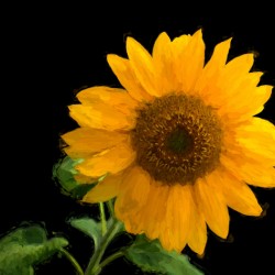 Solitary Sunflower