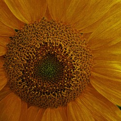 Enhanced Sunflower