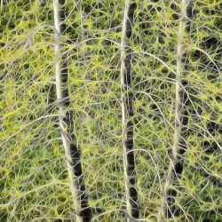 Simulated Saplings