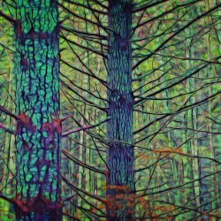 Forest Splendor