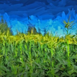 Summer Corn