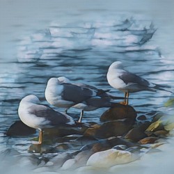 Preening Gulls