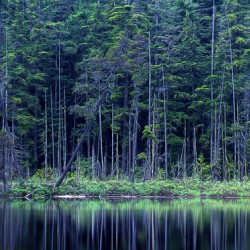 Forest by the Lake
