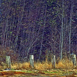 Weathered Fence Posts