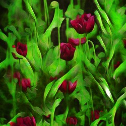 Poppies
