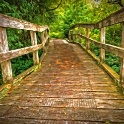 Bridge in the Sanctuary
