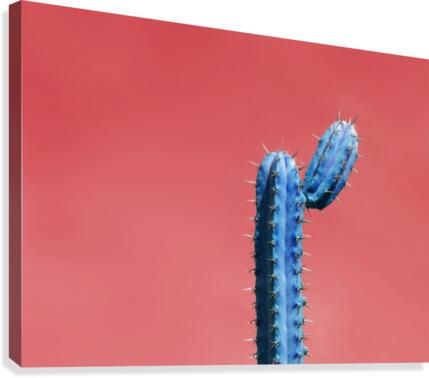 Blue Cactus Canvas Print