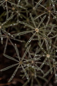 Dewy Lupine
