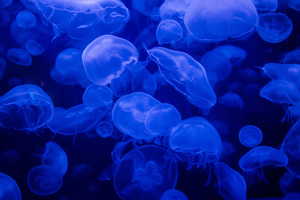 Moon Jellyfish 1