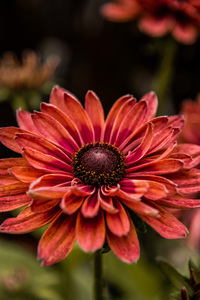 Rudbeckia : August Flame