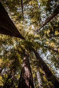 Redwoods Looking Up 2