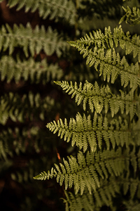 Ferns