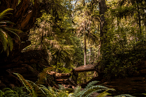Redwood Forest