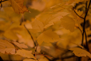 Autumn Leaves