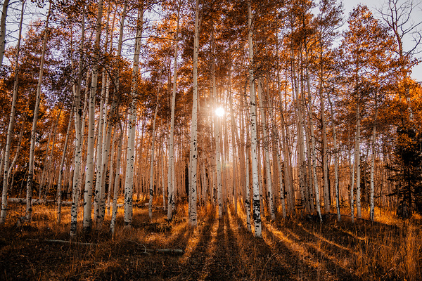 Autumn Trees Print