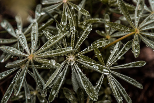 Dewy Lupine Leaves by Kelley Richens