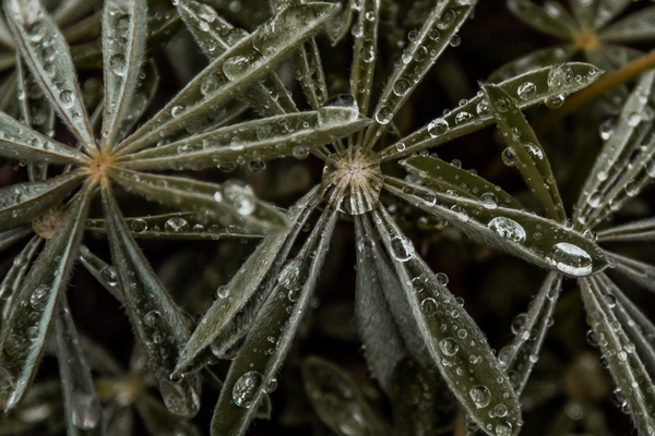 Dewy Lupine Leaves Closer by Kelley Richens