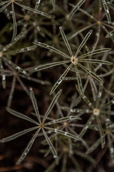 Dewy Lupine Print