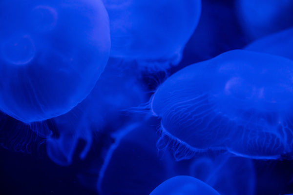 Moon Jellyfish 2 Print