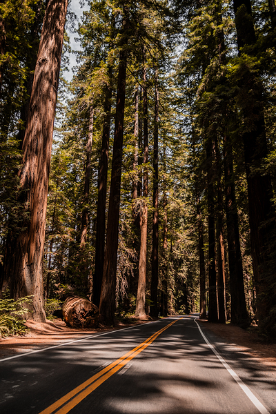 Drive Through the Redwoods by Kelley Richens