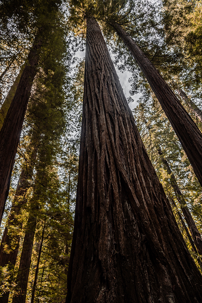 Redwoods Looking Up by Kelley Richens