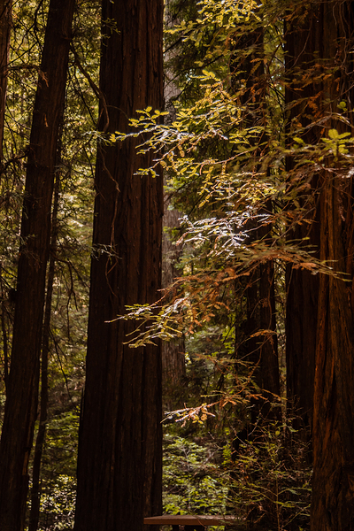 Shady Redwood Leaves by Kelley Richens