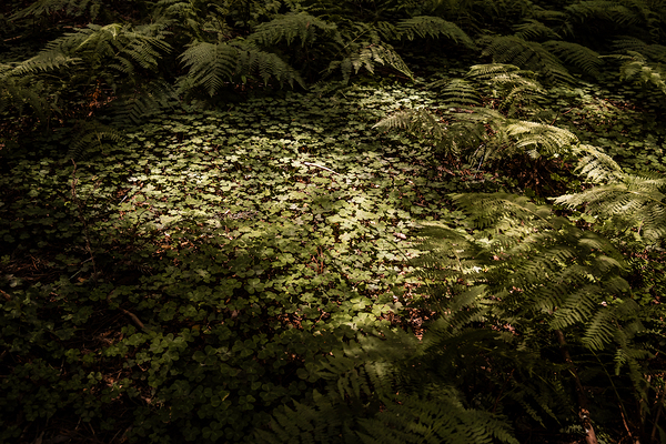 Redwood Forest Floor by Kelley Richens