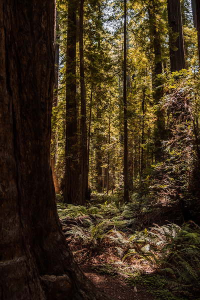 Redwood Forest by Kelley Richens