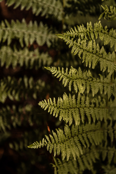 Ferns Print