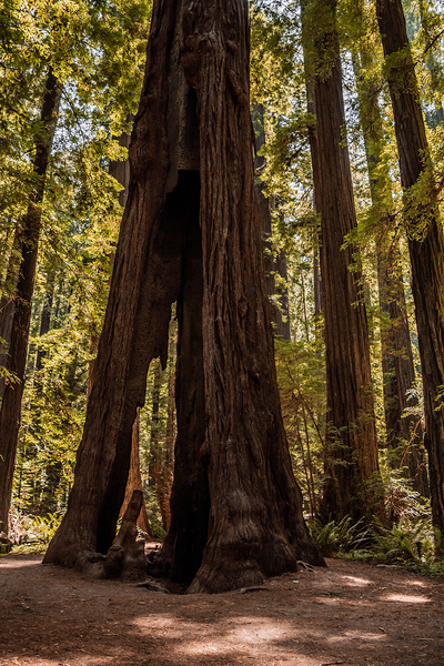 Through the Redwoods by Kelley Richens