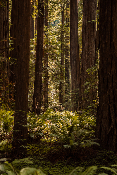 Redwood Forest by Kelley Richens