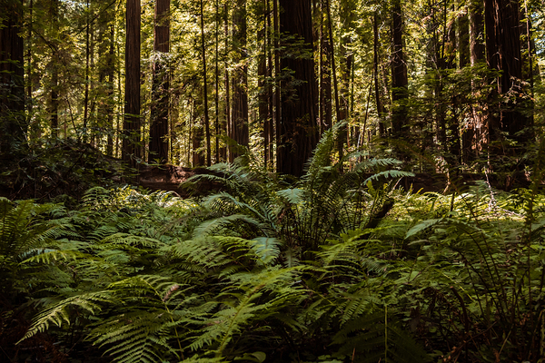 Redwood Forest Print