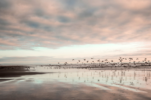 Birds on the Water by Kelley Richens