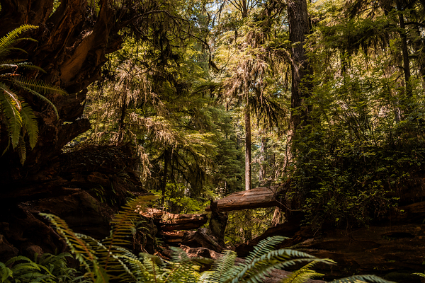 Redwood Forest by Kelley Richens